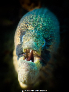 niceface by Marc Van Den Broeck 